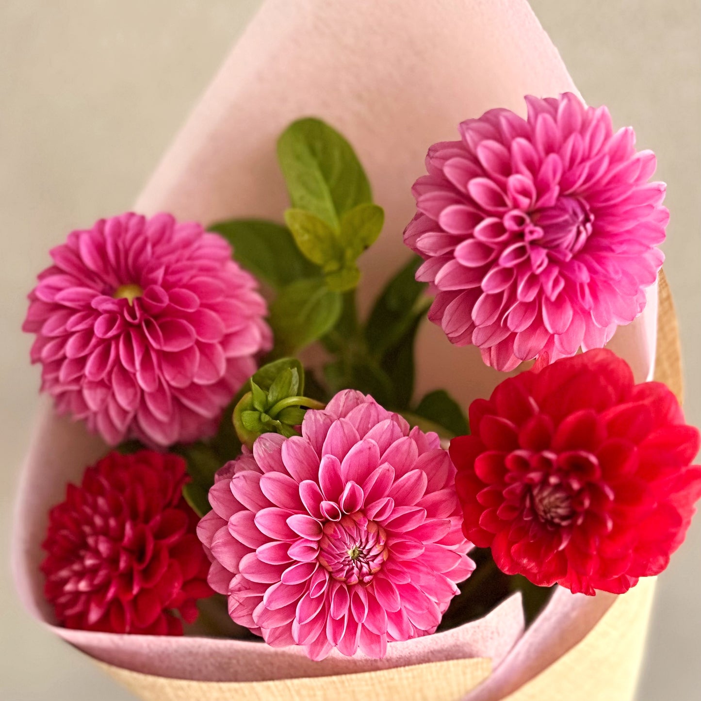 Bella's Fresh Picks - Dahlia's