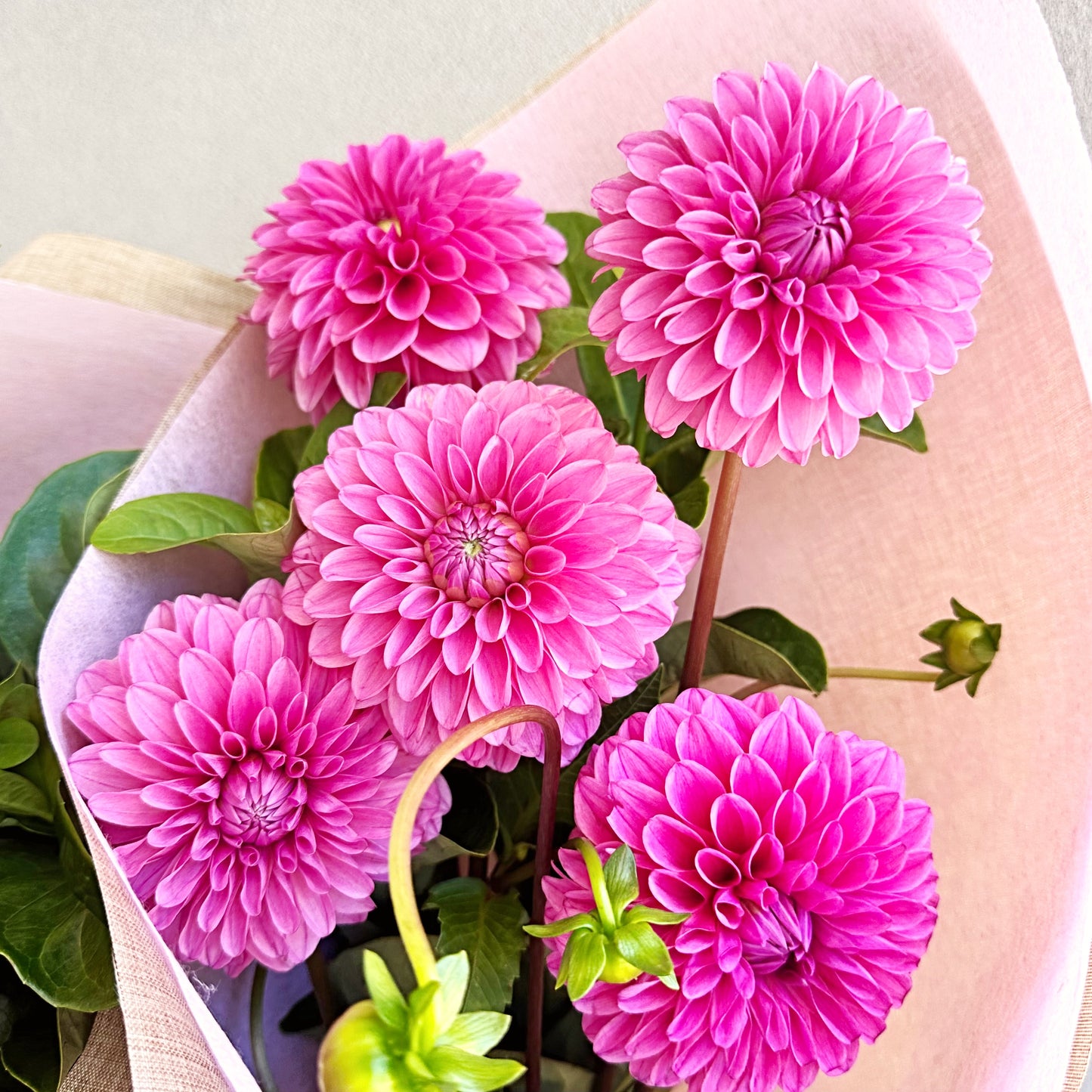 Bella's Fresh Picks - Dahlia's